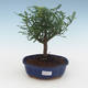 Kryty bonsai - Zantoxylum piperitum - Drzewo pieprzowe PB2191541 - 1/4