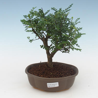 Kryty bonsai - Zantoxylum piperitum - Drzewo pieprzowe PB2191542 - 1