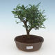 Kryty bonsai - Zantoxylum piperitum - Drzewo pieprzowe PB2191542 - 1/4