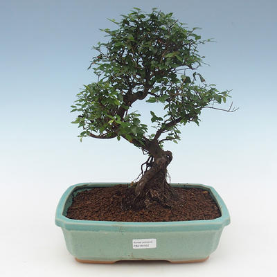Kryty bonsai - Sagerécie thea - Sagerécie thea 2191552 - 1