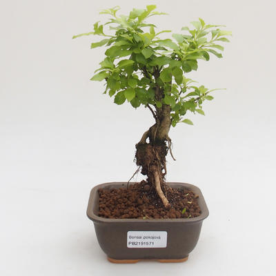 Kryty bonsai - Duranta erecta Aurea PB2191571 - 1