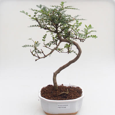 Kryty bonsai - Zantoxylum piperitum - Drzewo pieprzowe PB2191592 - 1