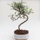 Kryty bonsai - Zantoxylum piperitum - Drzewo pieprzowe PB2191592 - 1/4