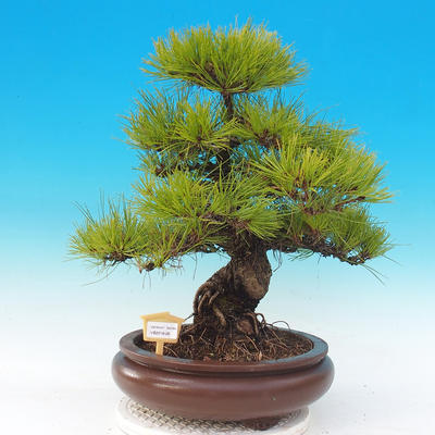 Outdoor bonsai - Pinus densiflora - czerwona sosna - 1