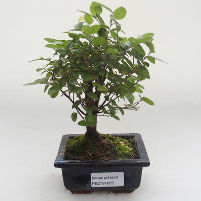 Kryty bonsai - Sagerécie thea - Sagerécie thea PB2191629 - 1
