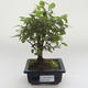 Kryty bonsai - Sagerécie thea - Sagerécie thea PB2191629 - 1/4