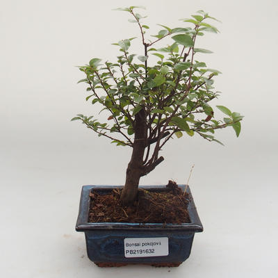 Kryty bonsai - Sagerécie thea - Sagerécie thea PB2191631 - 1