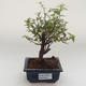 Kryty bonsai - Sagerécie thea - Sagerécie thea PB2191631 - 1/4