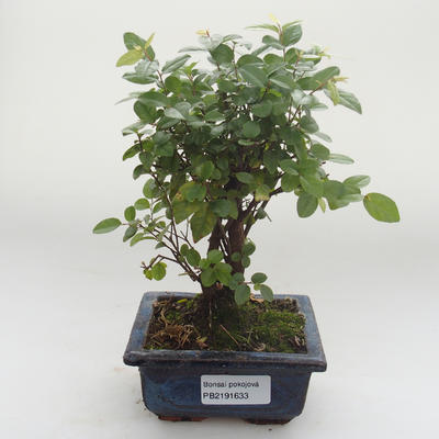 Kryty bonsai - Sagerécie thea - Sagerécie thea PB2191633 - 1