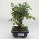 Kryty bonsai - Sagerécie thea - Sagerécie thea PB2191633 - 1/4