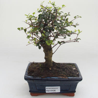 Kryty bonsai - Ligustrum retusa - Privet PB2191636 - 1