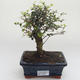 Kryty bonsai - Ligustrum retusa - Privet PB2191636 - 1/3