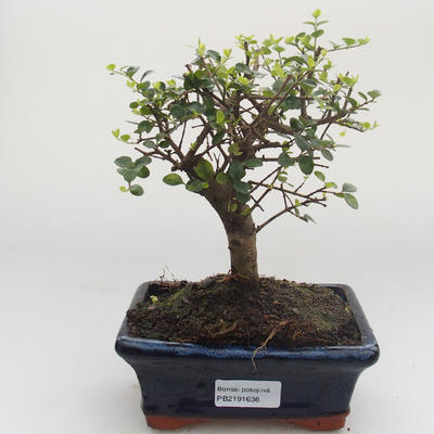 Kryty bonsai - Ligustrum retusa - Privet PB2191638 - 1
