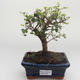 Kryty bonsai - Ligustrum retusa - Privet PB2191638 - 1/3