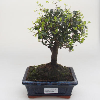 Kryty bonsai -Ligustrum retusa - Privet PB2191639 - 1
