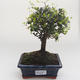 Kryty bonsai -Ligustrum retusa - Privet PB2191639 - 1/3