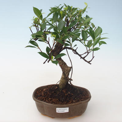 Kryty bonsai - Ficus retusa - ficus mały liść PB2191681 - 1