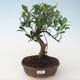 Kryty bonsai - Ficus retusa - ficus mały liść PB2191681 - 1/2