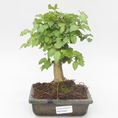Kryty bonsai -Ligustrum chinensis - Privet PB2191837 - 1