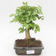 Kryty bonsai -Ligustrum chinensis - Privet PB2191837 - 1/3