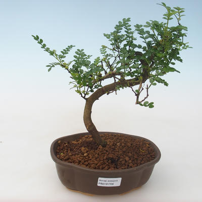 Kryty bonsai - Zantoxylum piperitum - Drzewo papryki PB2191726 - 1