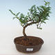 Kryty bonsai - Zantoxylum piperitum - Drzewo papryki PB2191726 - 1/4