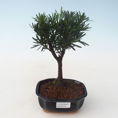 Kryty bonsai - Podocarpus - Cis kamienny PB2191712 - 1