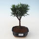 Kryty bonsai - Podocarpus - Cis kamienny PB2191712 - 1/4