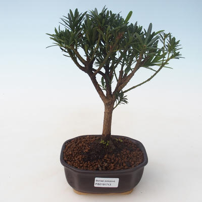 Kryty bonsai - Podocarpus - Cis kamienny PB2191713 - 1
