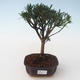 Kryty bonsai - Podocarpus - Cis kamienny PB2191713 - 1/4