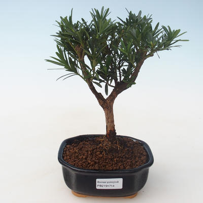Kryty bonsai - Podocarpus - Cis kamienny PB2191714 - 1
