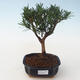 Kryty bonsai - Podocarpus - Cis kamienny PB2191714 - 1/4
