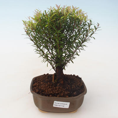 Kryty bonsai - Syzygium - Pimentovník PB2191718 - 1