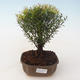 Kryty bonsai - Syzygium - Pimentovník PB2191718 - 1/3