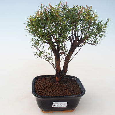 Kryty bonsai - Syzygium - Pimentovník PB2191719 - 1