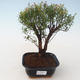 Kryty bonsai - Syzygium - Pimentovník PB2191719 - 1/3