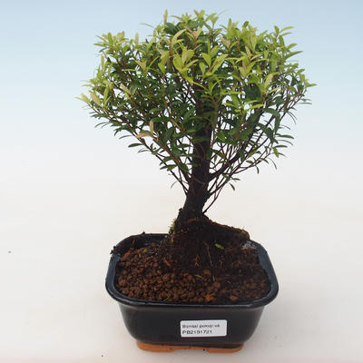 Kryty bonsai - Syzygium - Pimentovník PB2191721 - 1