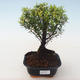 Kryty bonsai - Syzygium - Pimentovník PB2191721 - 1/3