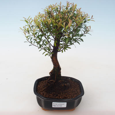 Kryty bonsai - Syzygium - Pimentovník PB2191722 - 1