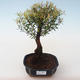 Kryty bonsai - Syzygium - Pimentovník PB2191722 - 1/3