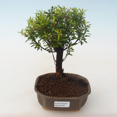 Kryty bonsai - Syzygium - Pimentovník PB2191723 - 1