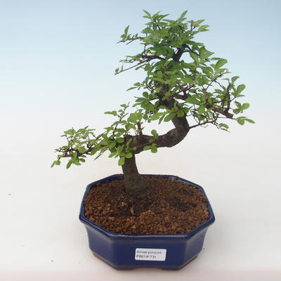 Kryty bonsai - Ulmus parvifolia - Wiąz mały liść PB2191731 - 1