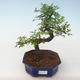 Kryty bonsai - Ulmus parvifolia - Wiąz mały liść PB2191731 - 1/3