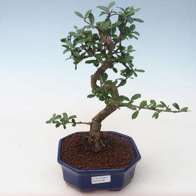 Kryty bonsai - Carmona macrophylla - Tea fuki PB2191735 - 1