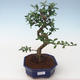 Kryty bonsai - Carmona macrophylla - Tea fuki PB2191735 - 1/5
