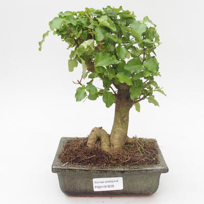 Kryty bonsai -Ligustrum chinensis - Privet PB2191838 - 1