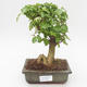 Kryty bonsai -Ligustrum chinensis - Privet PB2191838 - 1/3