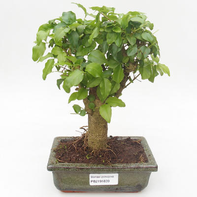 Kryty bonsai -Ligustrum chinensis - Privet PB2191839 - 1