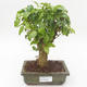 Kryty bonsai -Ligustrum chinensis - Privet PB2191839 - 1/3