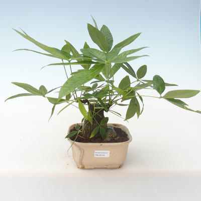 Kryty bonsai - woda Pachira PB2191745
